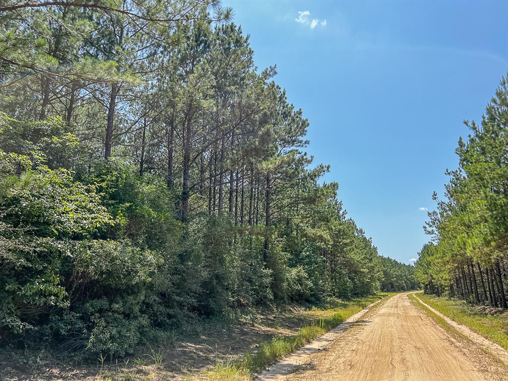 13 Joskey Dykes Rd, Zavalla, Texas image 9