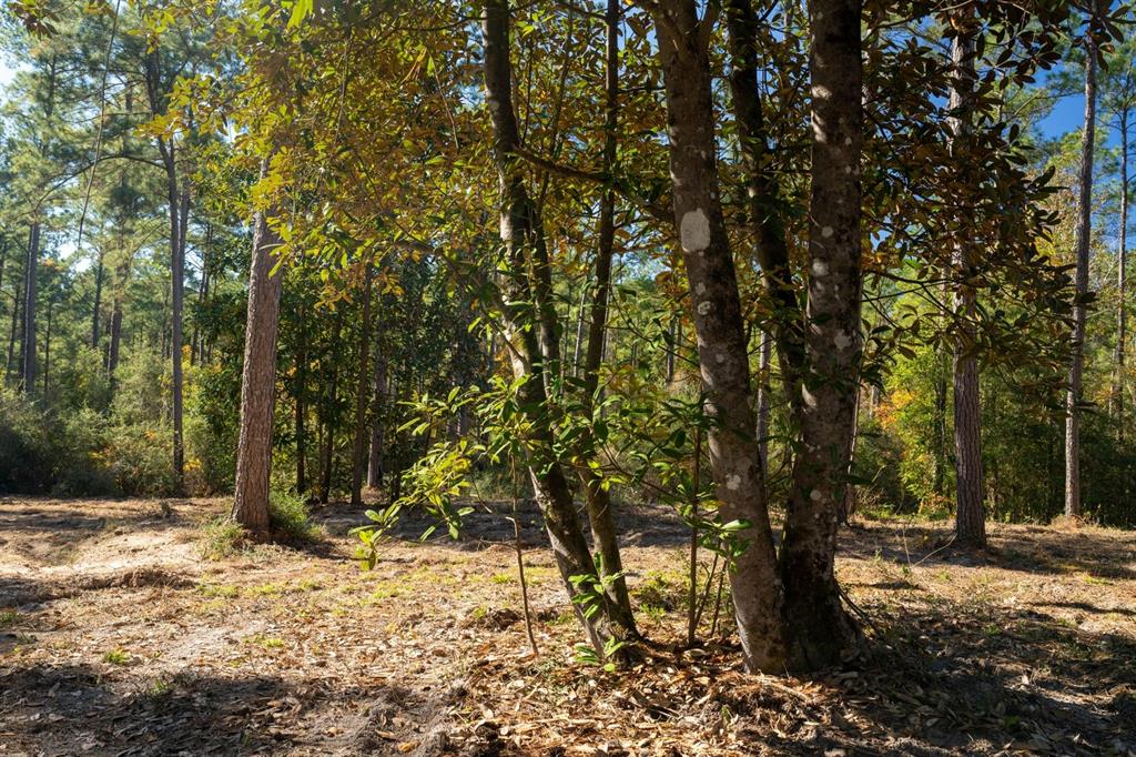 445 County Road 3190, Colmesneil, Texas image 1