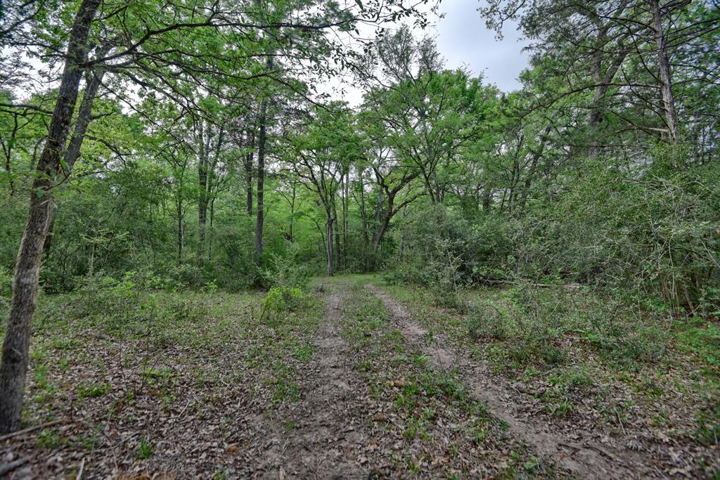 TBD (43.65 Acres) County Road 126, Caldwell, Texas image 4
