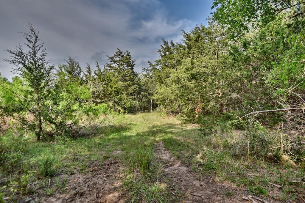 TBD (43.65 Acres) County Road 126, Caldwell, Texas image 6
