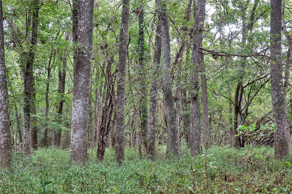 000 Tract #3 Whitehall Ranch Road, Navasota, Texas image 7