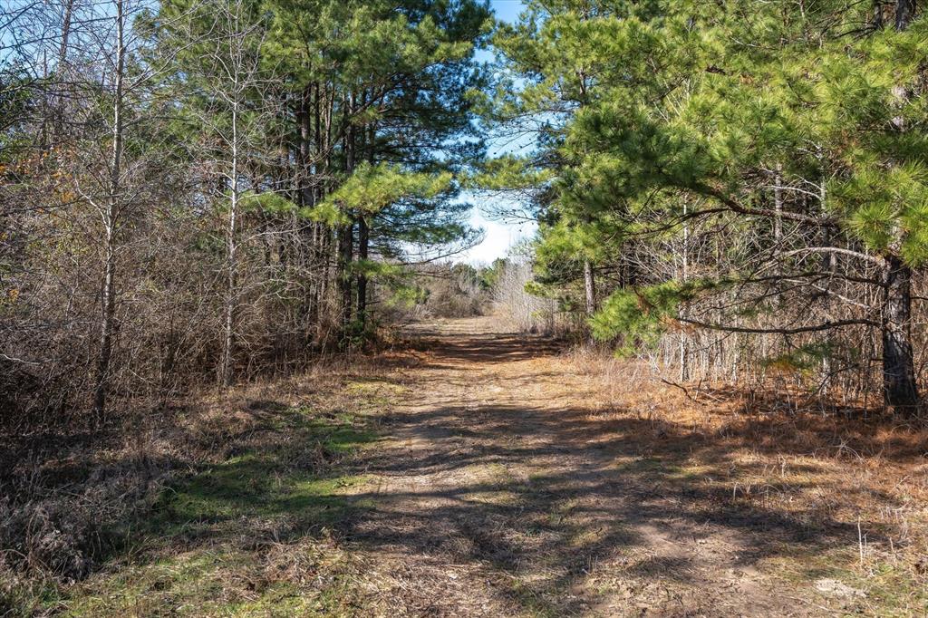 Tbd County Road 4812, Ben Wheeler, Texas image 4