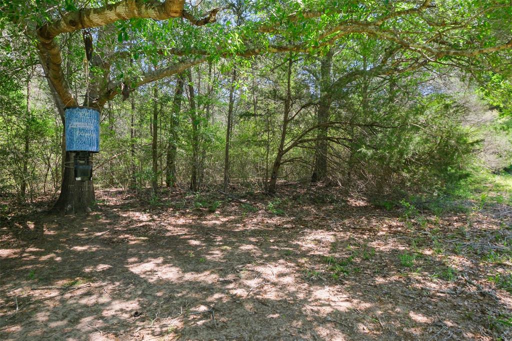 24718 Squirrel Road, New Ulm, Texas image 10