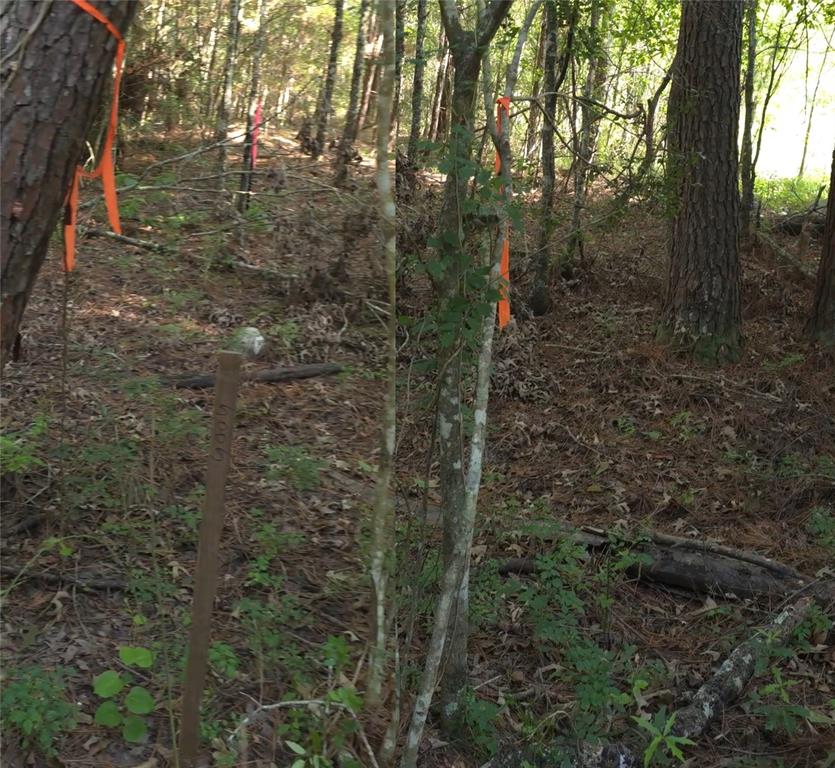 TBD Bones Way Lane, Shepherd, Texas image 5