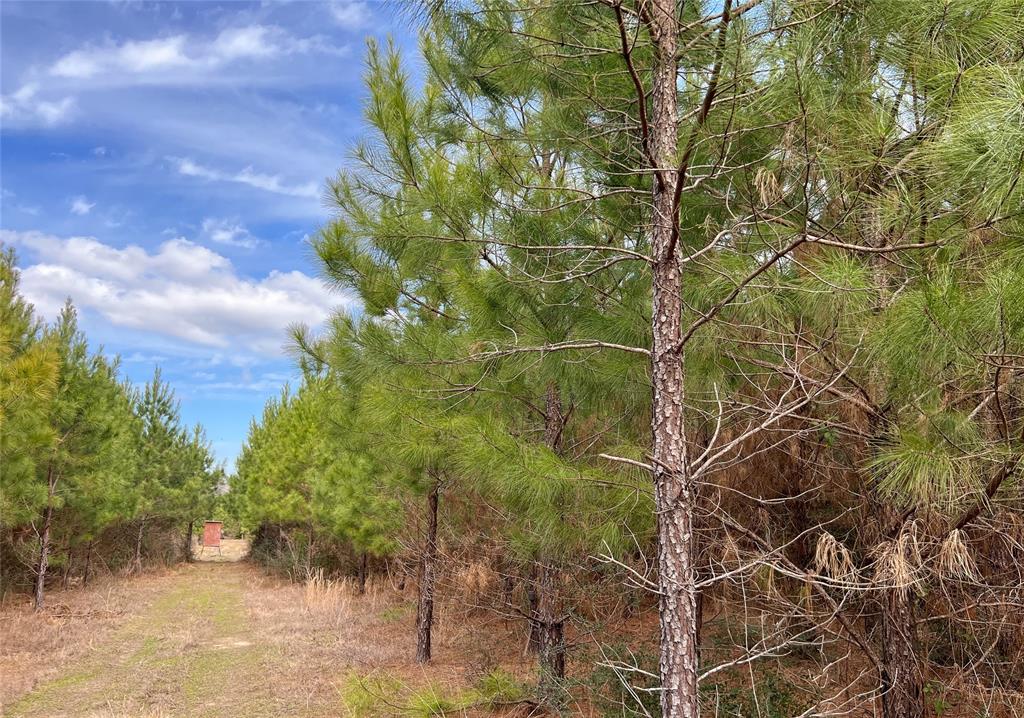 0000007 Fm 1746, Spurger, Texas image 12