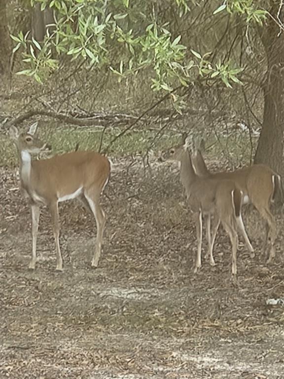 555 County Road 641, Dayton, Texas image 35