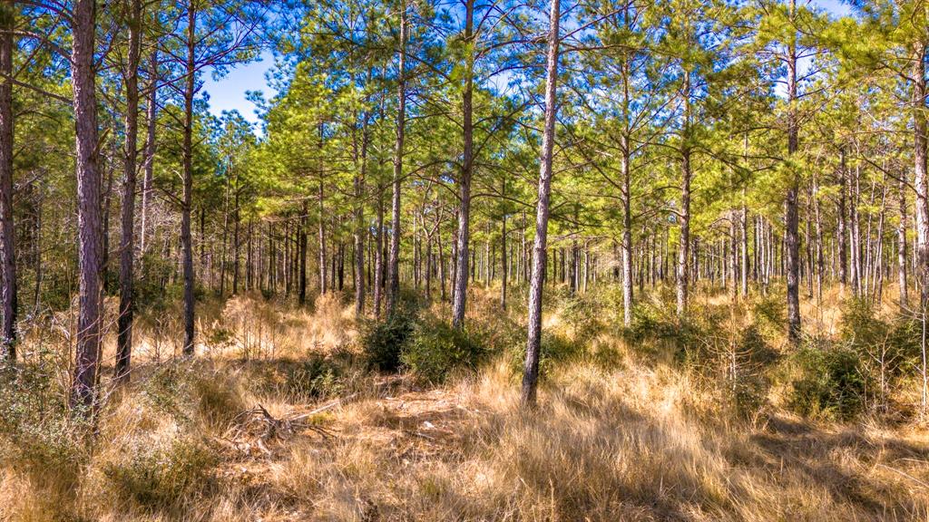 045 S King Ranch Road, Onalaska, Texas image 8