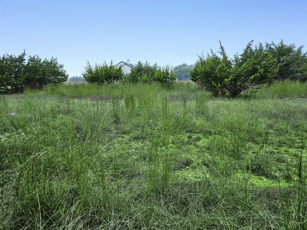 Lot 832 Otto Lange, Blanco, Texas image 5