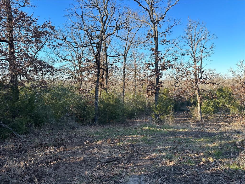 TBD 13 Ac Pr 387 Field, Buffalo, Texas image 3