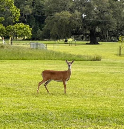 814 Mill Road, Angleton, Texas image 42