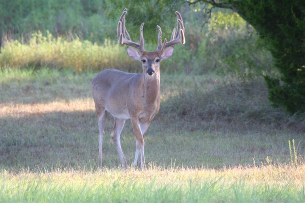 Boehnke Road, La Grange, Texas image 17