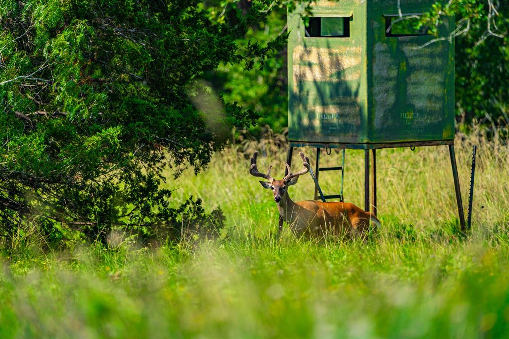 Boehnke Road, La Grange, Texas image 9