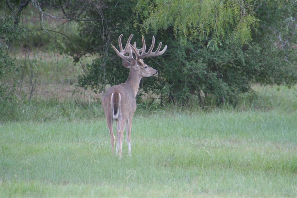 Boehnke Road, La Grange, Texas image 11