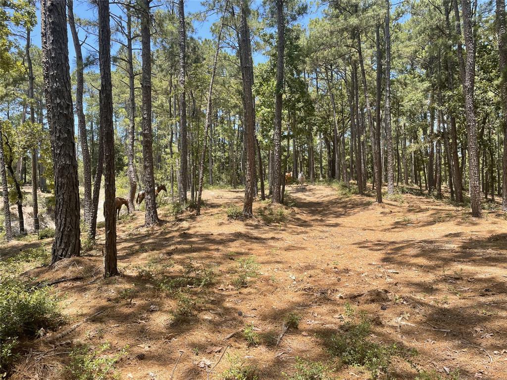 465 Creek Drive, Onalaska, Texas image 6