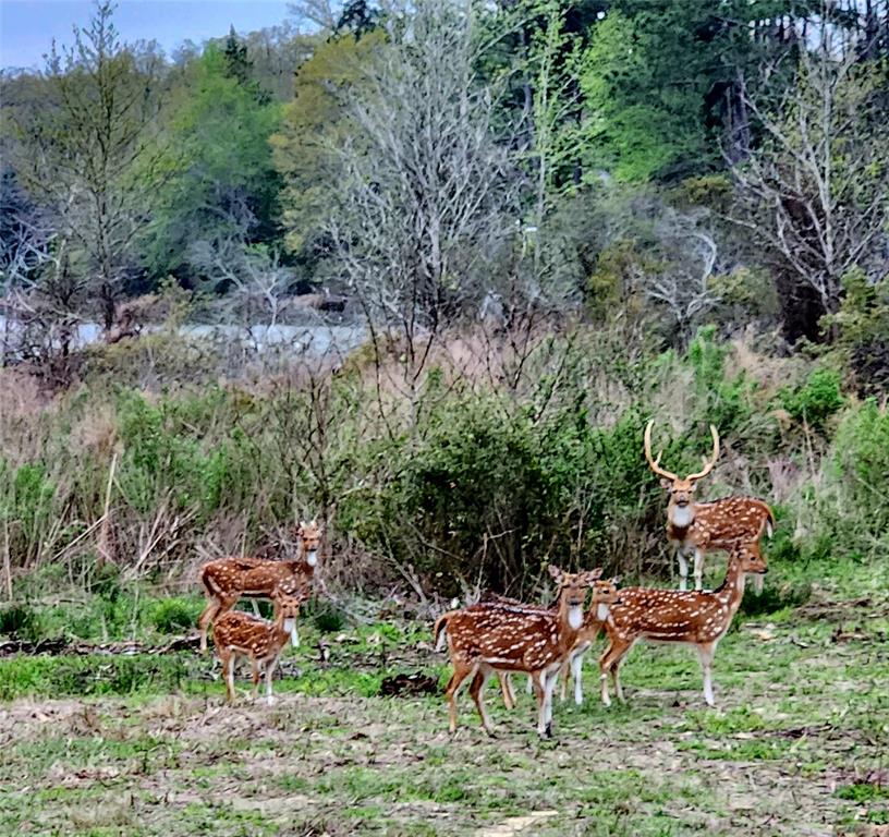 Catfish Creek, Lot 427 Court, Larue, Texas image 9