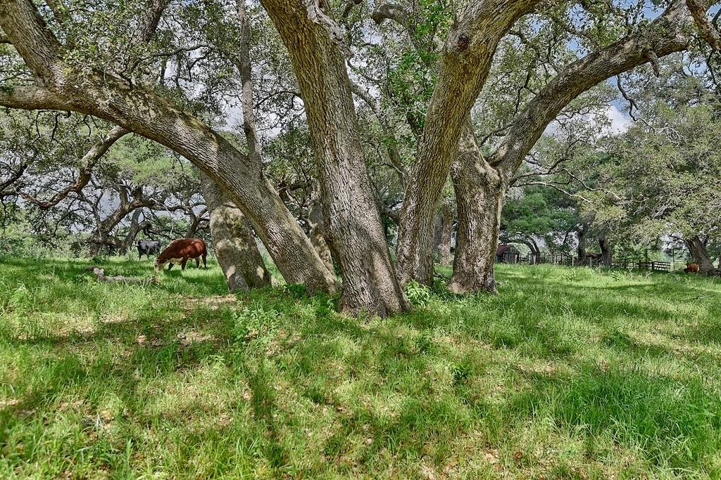 TBD Mach Road, La Grange, Texas image 15