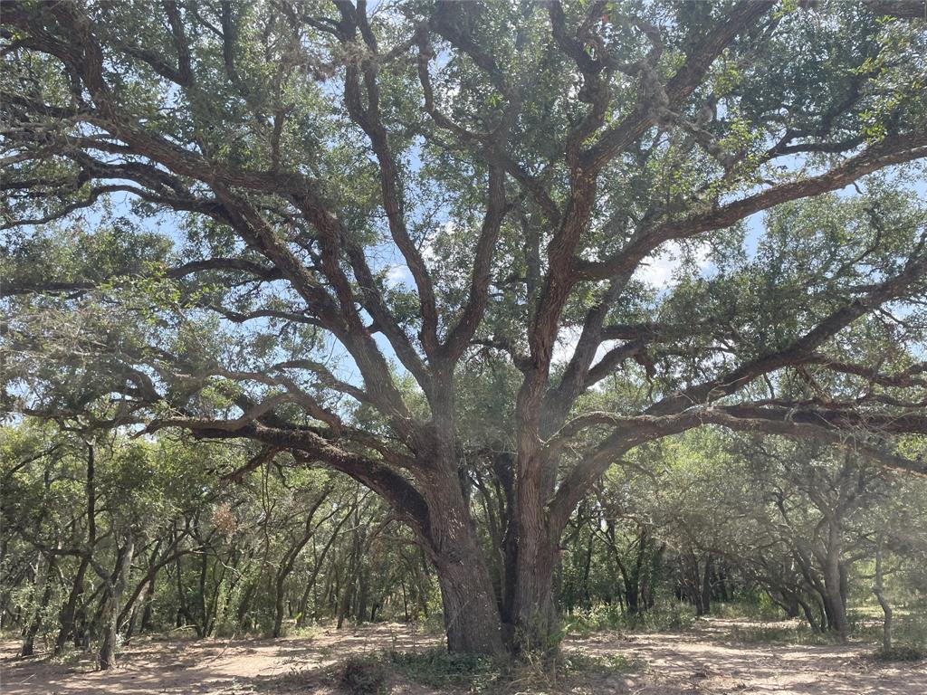 Lot 29 Shorebird, Columbus, Texas image 4