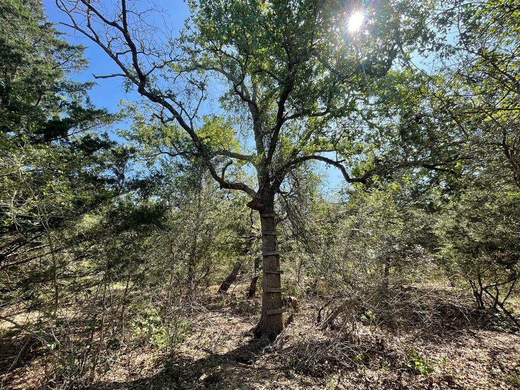 Lot 3 County Road 14, Hallettsville, Texas image 29