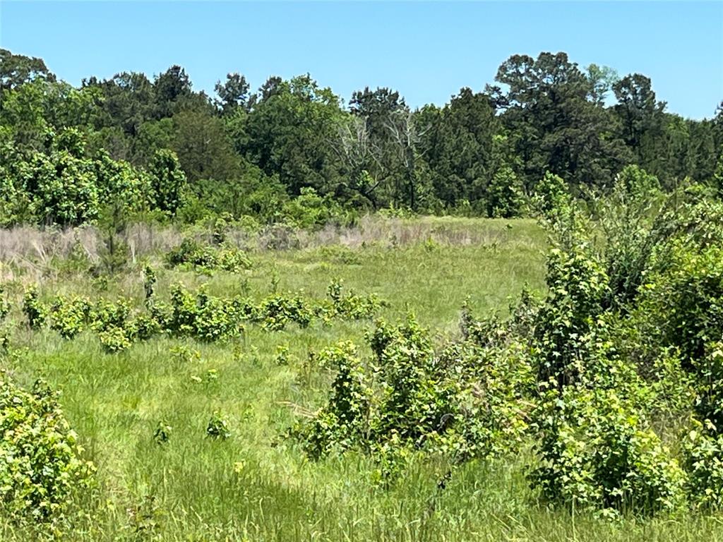 TBD Canopy Ridge, Crockett, Texas image 9