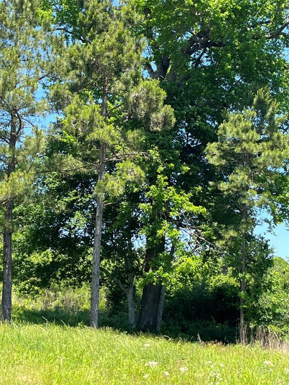 TBD Canopy Ridge, Crockett, Texas image 8