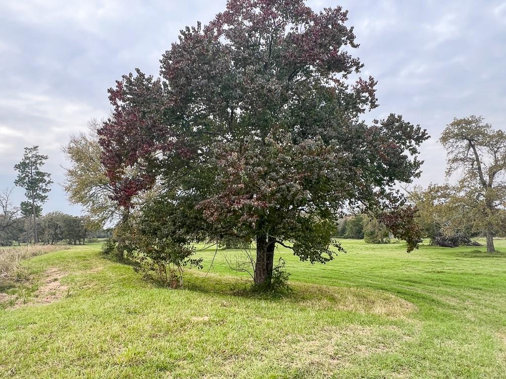 10730 (Tract 13) Superior Lane, Magnolia, Texas image 16