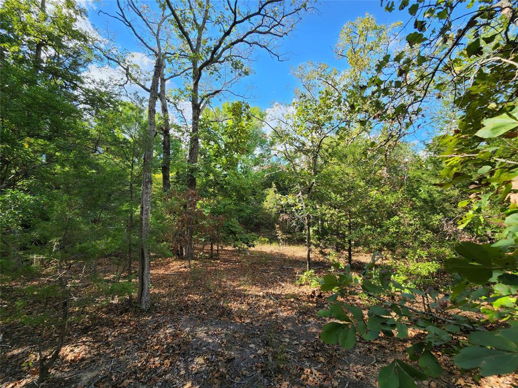 County Road 4710 Lot 465, Larue, Texas image 4