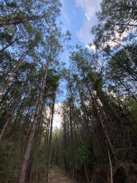 Bragg Road, Kountze, Texas image 5