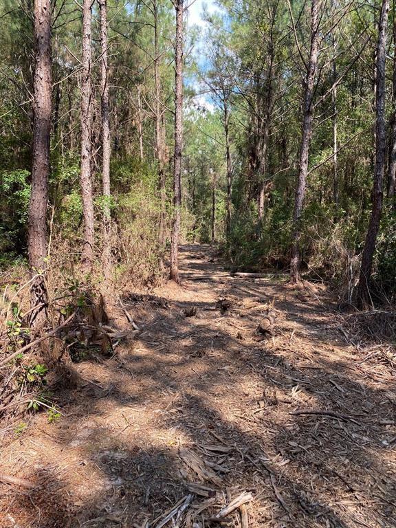 Bragg Road, Kountze, Texas image 4