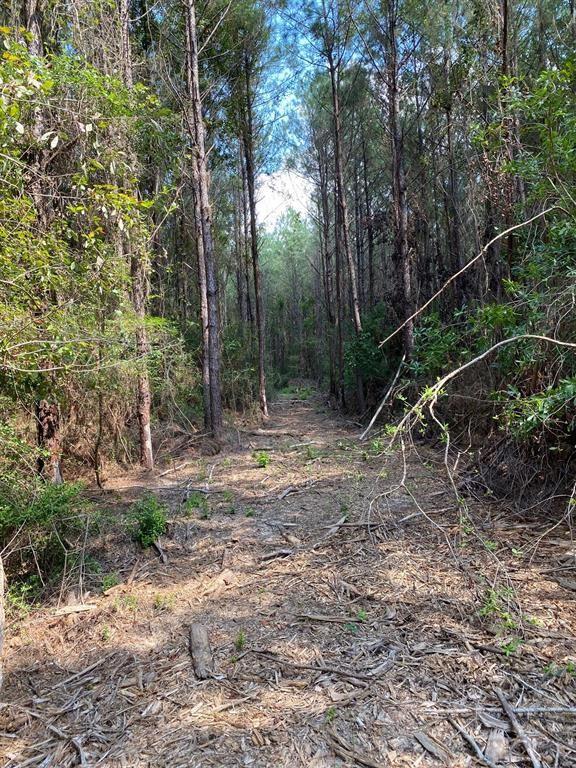 Bragg Road, Kountze, Texas image 3