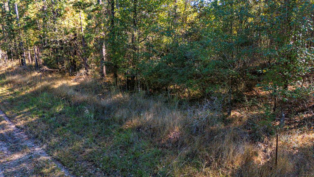 0314 Sportsman Retreat Road, Onalaska, Texas image 6