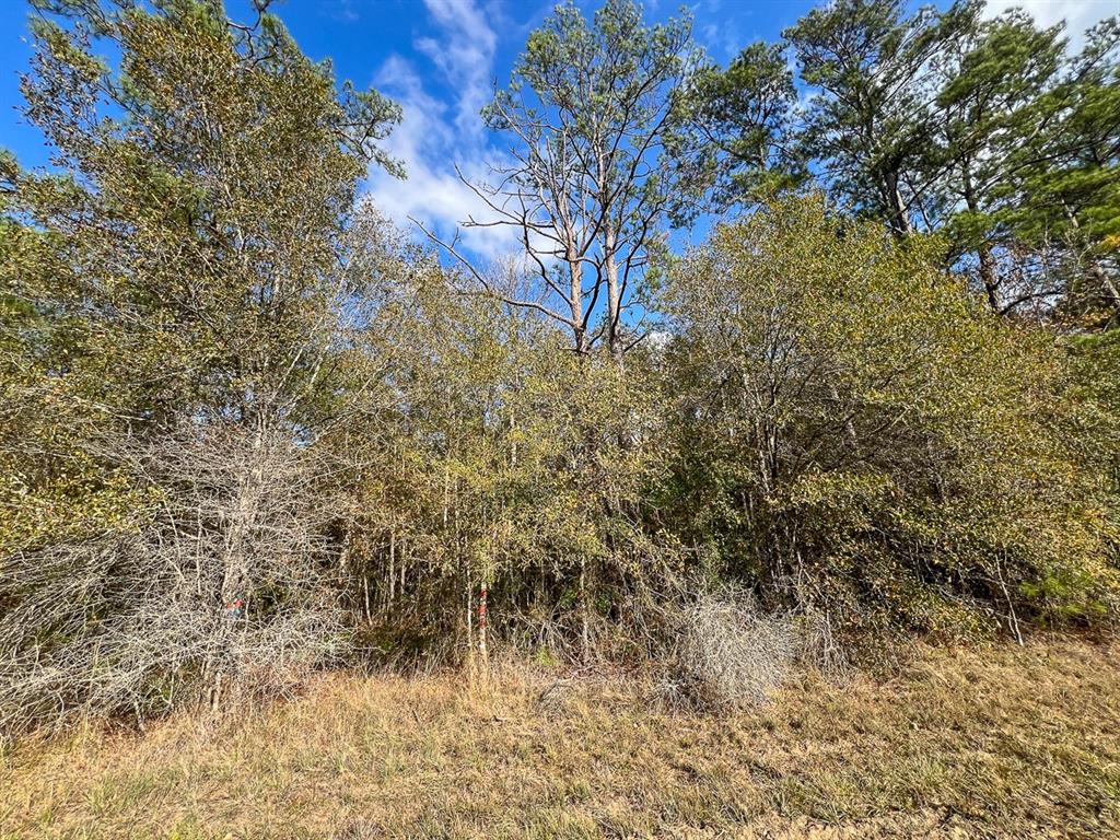 Fm 2460, Bon Wier, Texas image 8