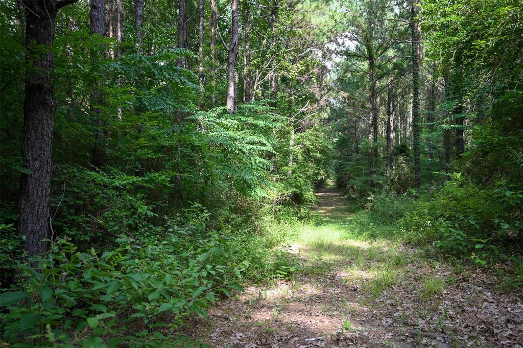 Tbd Co Road 2150, Woodville, Texas image 6