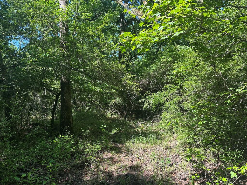 18AC Cr 219, Buffalo, Texas image 5