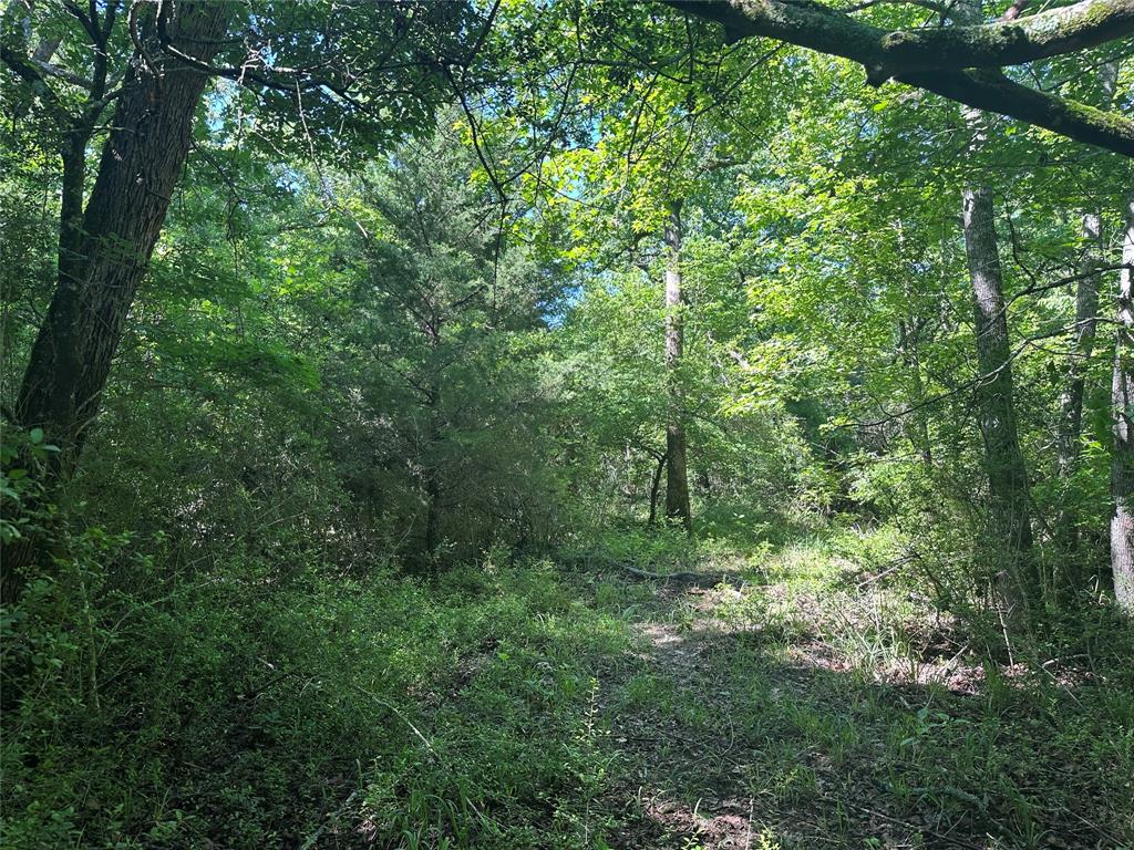 18AC Cr 219, Buffalo, Texas image 7