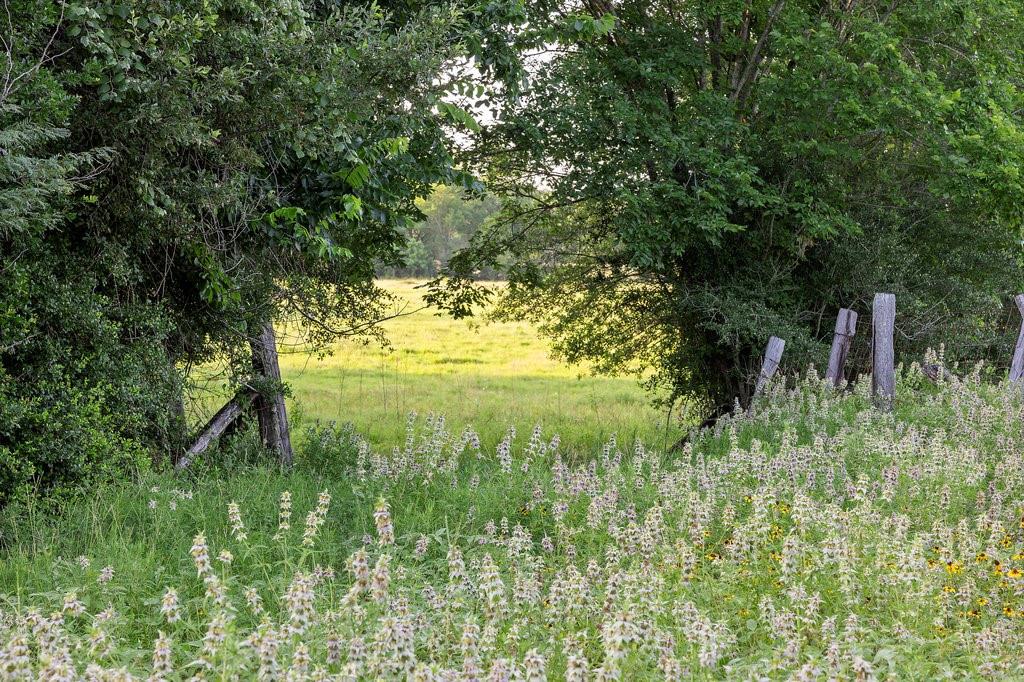 TBD Tx-36, Caldwell, Texas image 22