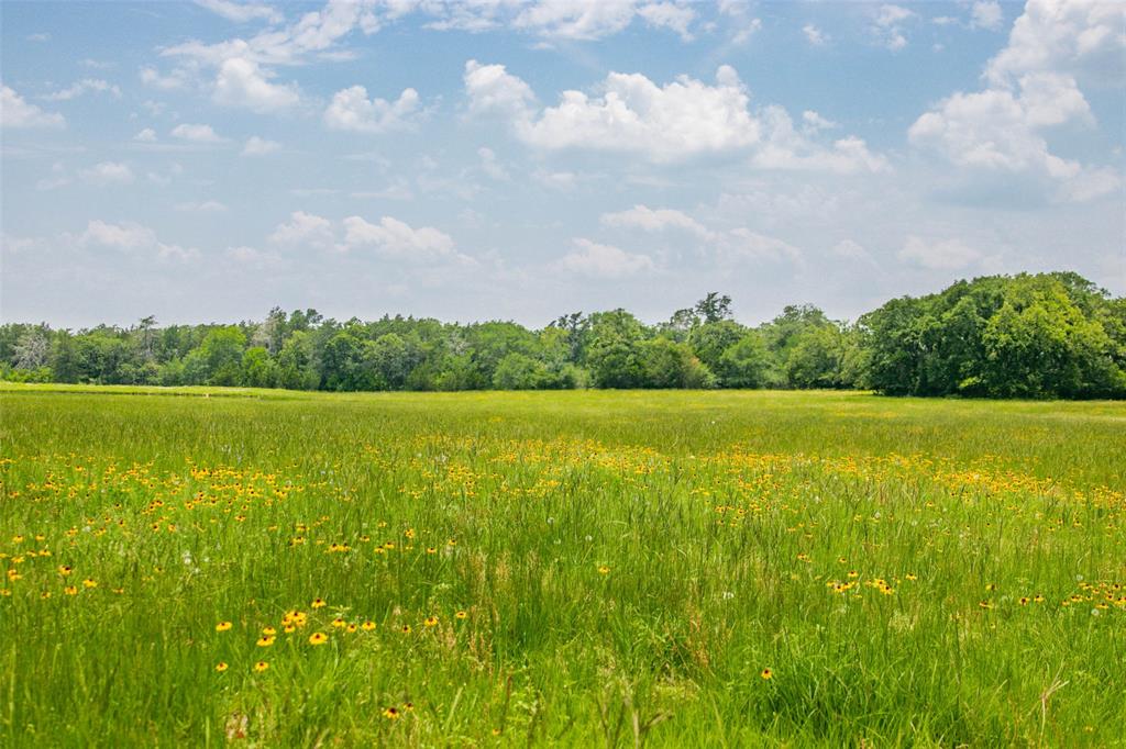 Lot 30 (5.41 Acres) Legacy Road, Somerville, Texas image 15