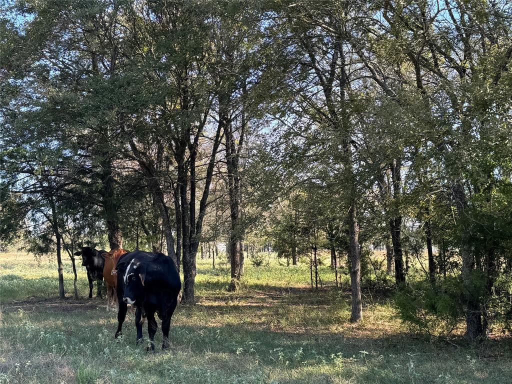 261 Co Road 181 Road, Streetman, Texas image 3