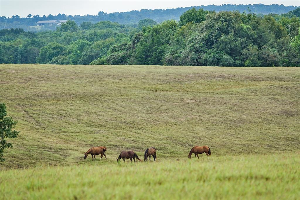 3896 County Road 305 Tract 1, Navasota, Texas image 25