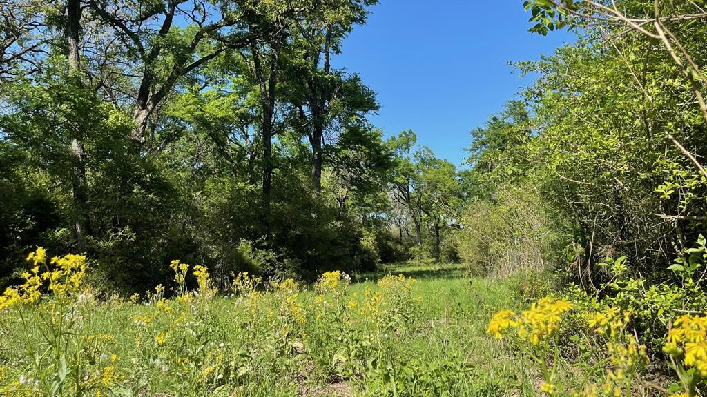 2876 Grant Prairie Rd - 76 Acres Rd, Franklin, Texas image 17