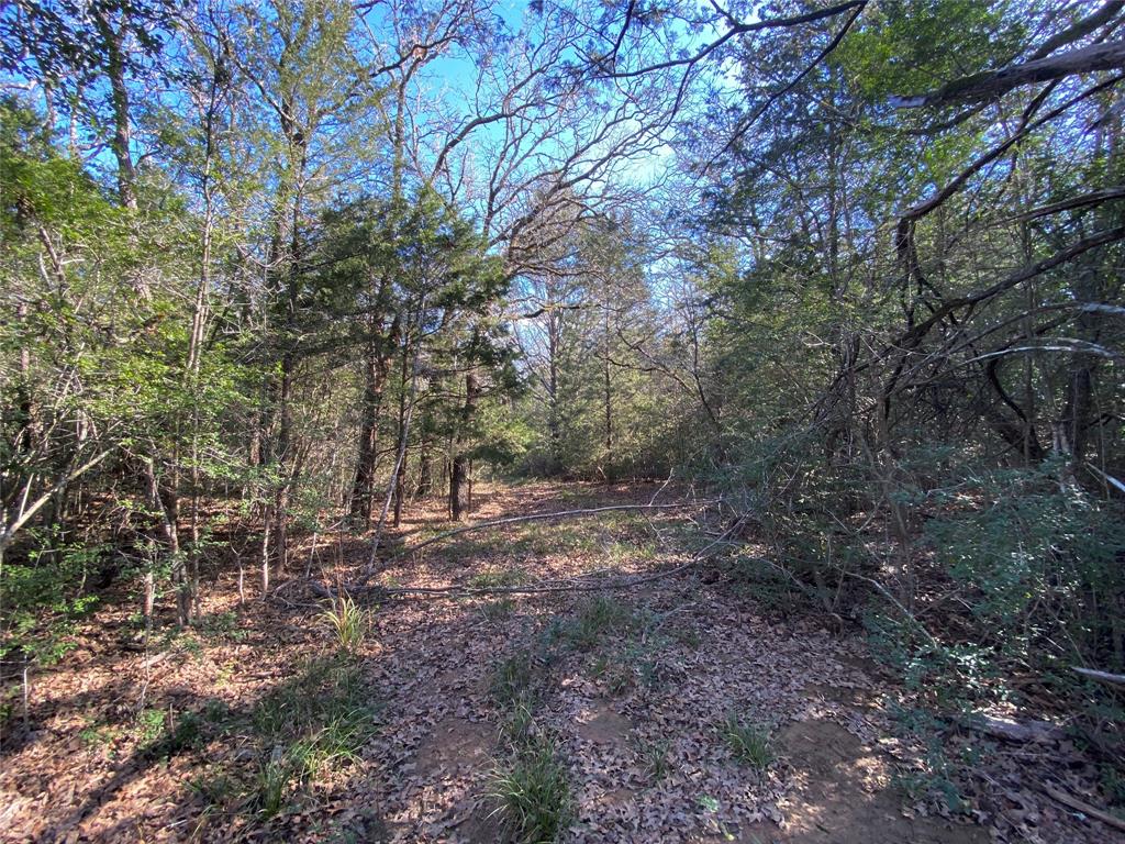 TBD Creekside Lane, Lexington, Texas image 8