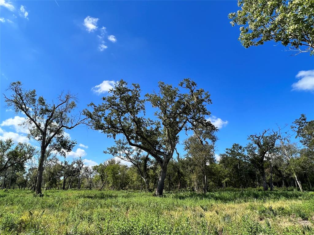 LOT 1 Cr 506, Brazoria, Texas image 9