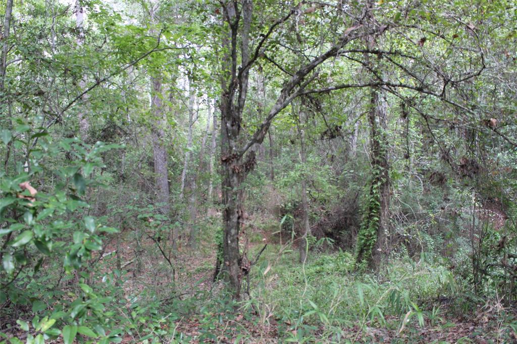 Thomas Lane, Huffman, Texas image 9