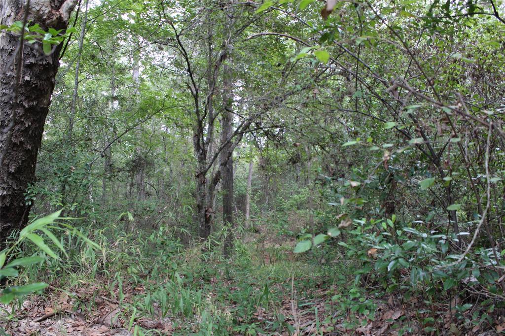 Thomas Lane, Huffman, Texas image 10