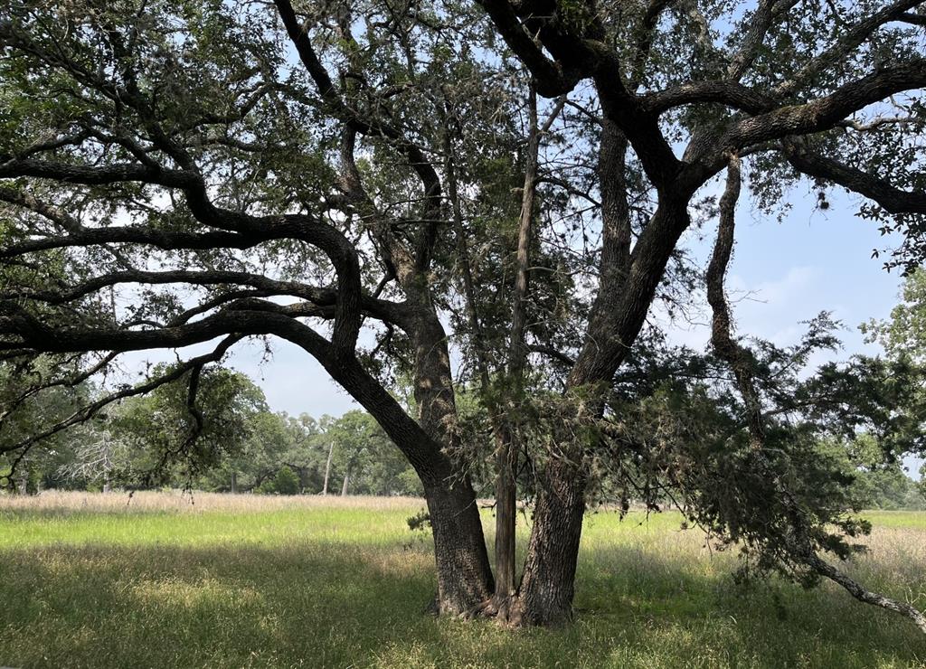 Cr 208, Weimar, Texas image 4