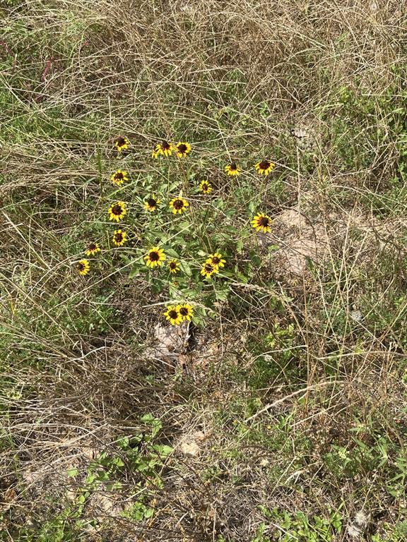 Cr 208, Weimar, Texas image 13