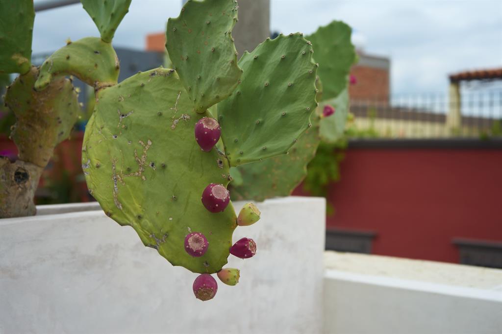 Mexico, 1 Bedroom Bedrooms, ,2 BathroomsBathrooms,Residential,Active,187067