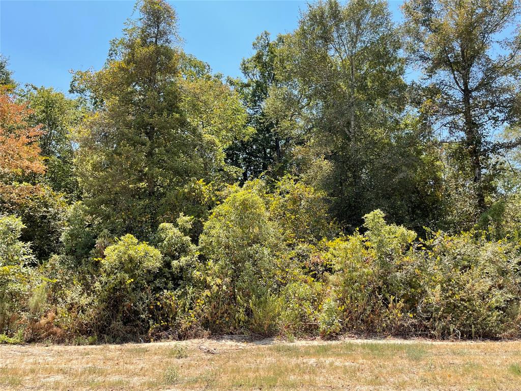 11652 Grand North Road, Willis, Texas image 6