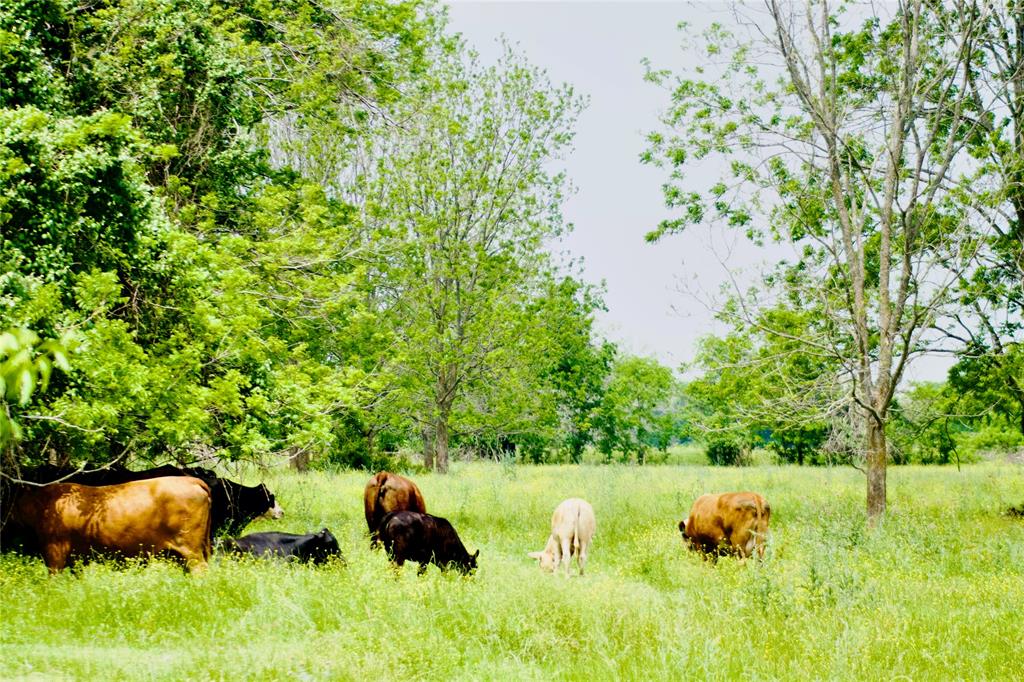 TBD 1 Fm 1887 Road, Hempstead, Texas image 1