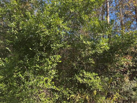 Photo of TBD Lakeview Lane, Shepherd, TX 77371 (MLS # 12185773) Photo of TBD Lakeview Lane, Shepherd, TX 77371 (MLS # 12185773)