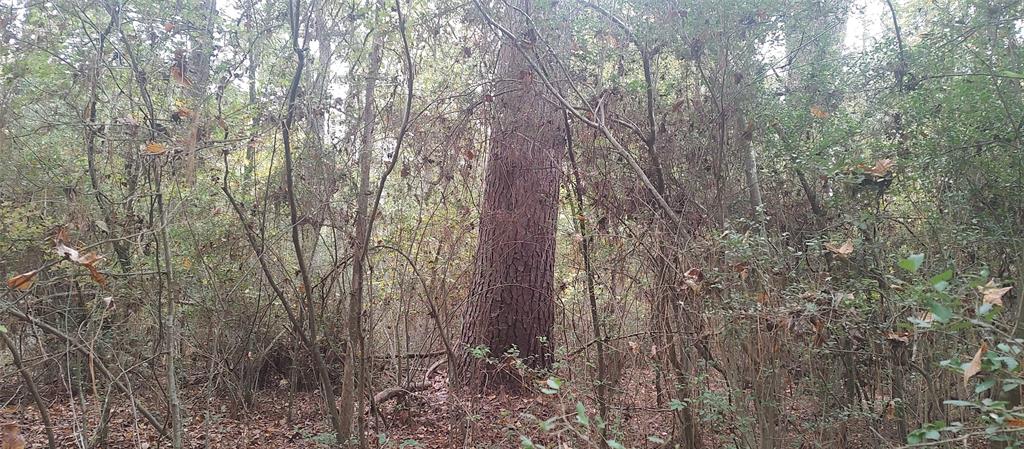 TBD Cr 4210, Timpson, Texas image 34